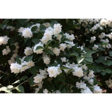Zhasmin Garden (Monaure) Schneshturm, C2 pot, H10-50 height, 1 pc, summer 2024