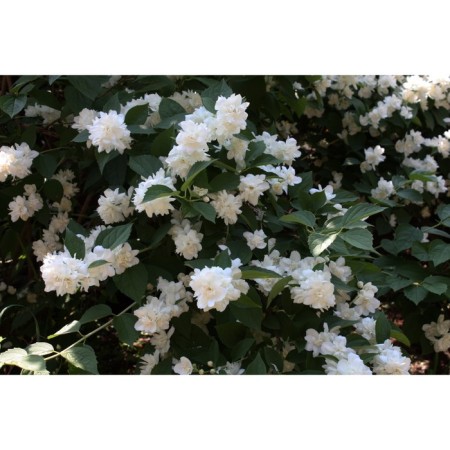 Zhasmin Garden (Monaure) Schneshturm, C2 pot, H10-50 height, 1 pc, summer 2024