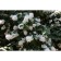 Zhasmin Garden (Monaure) Schneshturm, C2 pot, H10-50 height, 1 pc, summer 2024