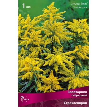 Zolotarnik "Hybrid insurance", 1 pc, rr I, spring 2025-2
