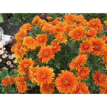 Chrysanthemum Korean golden orange, I river, 1 pc, 40-50 h (cm), autumn 2024