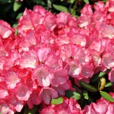 Rhododendron Yakushimansky 