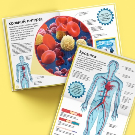 How the human body works. A colorful guide to our body. Winston Robert-5