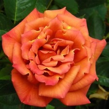 Seedling rose 