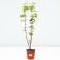 Tatar maple "Ginnala", a pot C3.5, autumn 2024