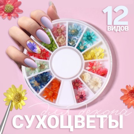 Sukhotsts for the decor "chamomile", voluminous, 12 species, in a case, multi -colored