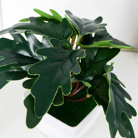 Bonsai in the pot "Philodendron" 7x13 cm-1