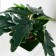Bonsai in the pot "Philodendron" 7x13 cm