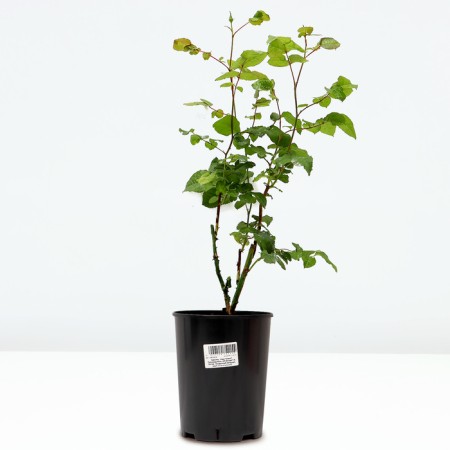Sahenian Rosa "SIVIV", pot C4, Summer 2024-1