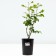 Sahenian Rosa "SIVIV", pot C4, Summer 2024