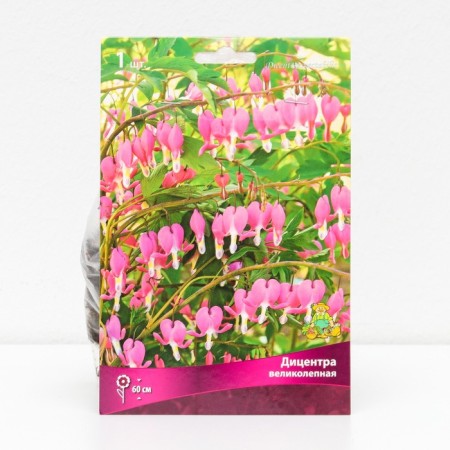 Dicenser "Great", 1 pc, rr I, spring 2025