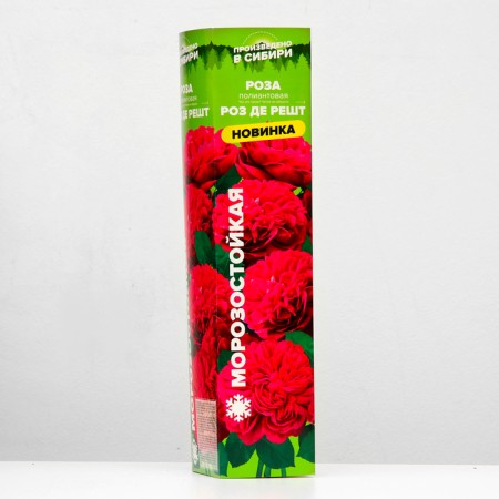 Seedling rose Polyante rose de Raste, 1 pc, spring 2024-1