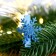 New Year! Brongs for the decor "Snowflakes" are blue, 6 pcs.