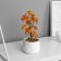 Bonsai in the pot "Maple Mini Lux" (soft sheet) 13x6 cm, mix