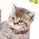Stick 3D interior cat 29*21cm