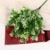 Bouquet "Asparagus Galant" 29 cm, white-green