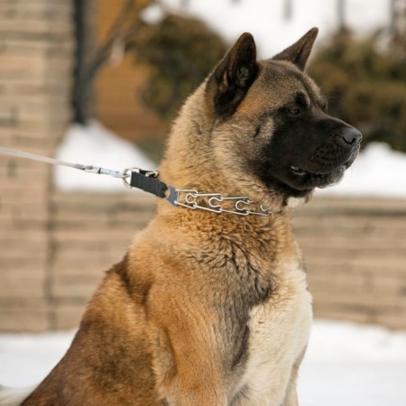 The collar is strict with metal fastx and protective caps, 63 cm, wire thickness 4-11