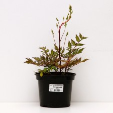 Astilba Lessault Lesserd, C1.5 pot, H10-50 height, 1 pc, summer 2024