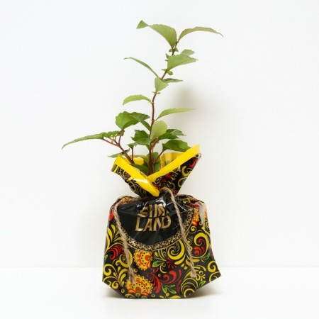Sahenian Kalina Ulgen, P9 pot, summer 2024-1