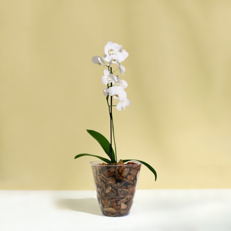 Pot for orchids, 2.5 l, 16.4 × 18.5 cm, plastic, transparent-2
