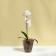 Pot for orchids, 2.5 l, 16.4 × 18.5 cm, plastic, transparent