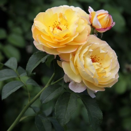 Seedling rose Chato de Cheverny, 1 pc, spring 2024