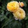 Seedling rose Chato de Cheverny, 1 pc, spring 2024