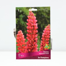 Lupin multi-leaved Ze Page, rr I, 1 pc, spring 2024