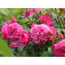 Seedling Rosa Tantau Floribunda 