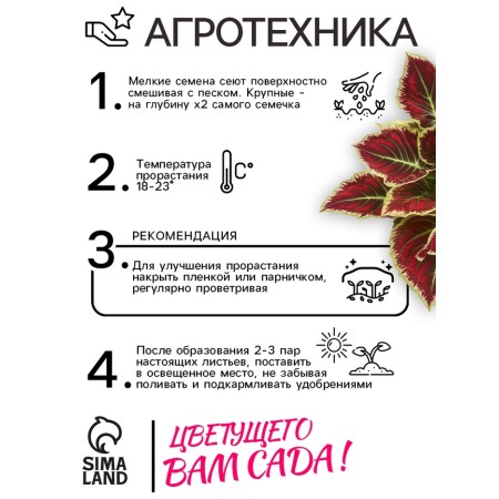 Flower seeds Koleus "Byzard", 10 pcs-4