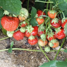 Strawberry seedlings of Frigo Vima Ksima (Vima XIMA) A (9-15 mm), p9 pot