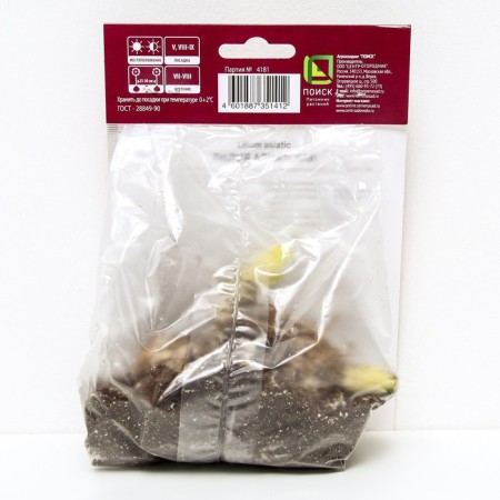 Lilia Asian Rosalin, 14/16 rr, 2 pcs. 50-60 h (cm), autumn 2024-1