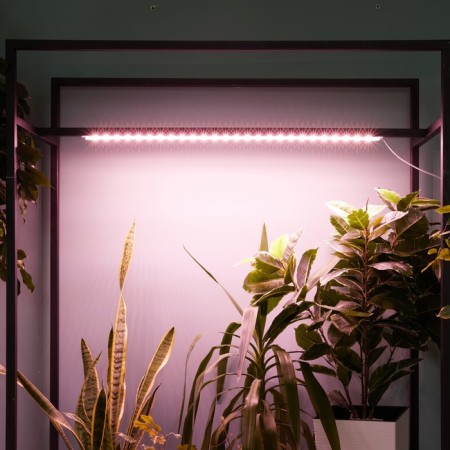 Lamp for plants LED linear, 900 mm Uniel, 14 W, LED, IP65, Color transparent-10
