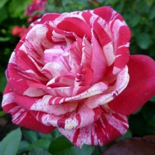 Seedling rose 