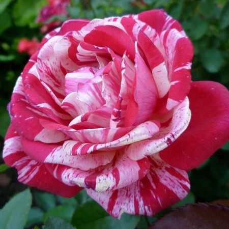 Seedling rose "papageno", tube, spring 2025