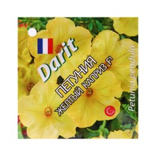 Flowers of Petunia 