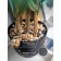 Bamboo in a plastic pot, 135 × 135 × 920 mm, green / black / beige color