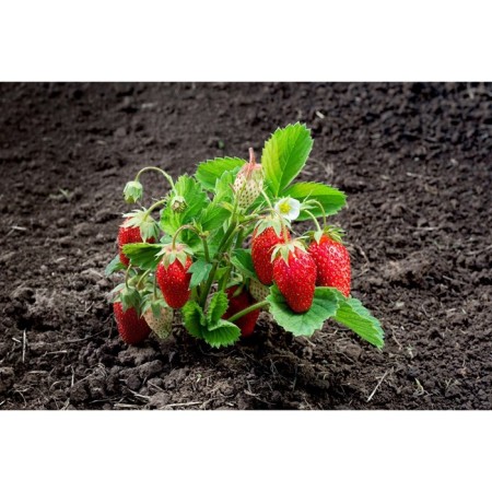Strawberry Garden Falco, P9 Pot, 1 pc, summer 2024