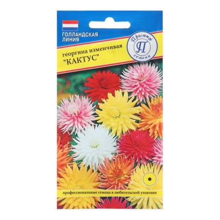 Georgin flower seeds changeable "cactus", 20 pcs