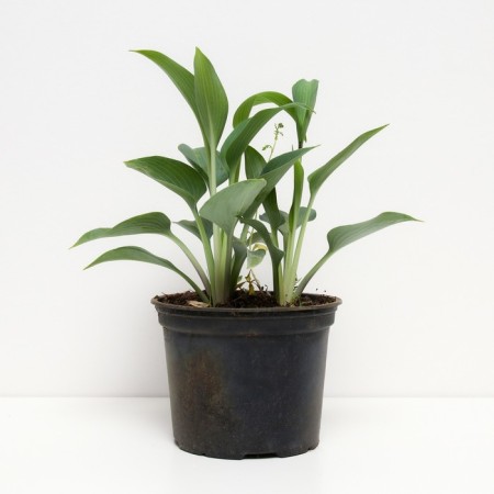 Host hybrid Canadian BLU, C2 pot, H10-50 height, 1 pc, summer 2024-1