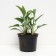 Host hybrid Canadian BLU, C2 pot, H10-50 height, 1 pc, summer 2024