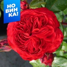 Rosa Floribunda (Bush) Inzel Minau