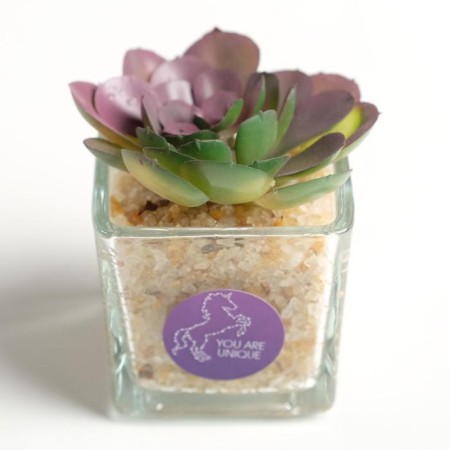 Succulent in the ceramic pot of You Are Unique, 7.5 × 5.5 × 6 cm-1