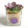 Succulent in the ceramic pot of You Are Unique, 7.5 × 5.5 × 6 cm