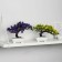 Bonsai in the pot “Molch multicolor” 12x16 cm, mix