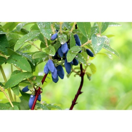 Honeysuckle edible coat, C2 pot, H20-40 Height, 1 pc, summer 2024