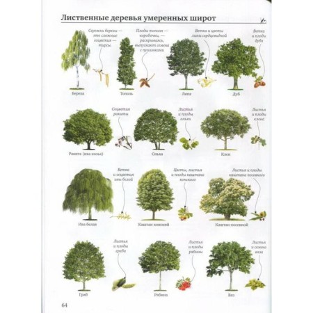 Big illustrated guide of everything. 5,000 illustrations that can be considered for a whole year-8