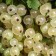 Currants White Fairy, C2 pot, H20-40 Height, 1 pc, summer 2024