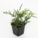 Virginsky juniper "Gray Oul", P9, 1pc, h 3-20 cm, summer 2024
