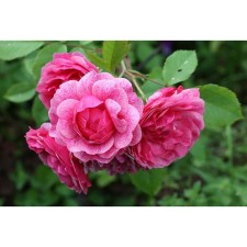 Seedling rose Canadian Park 